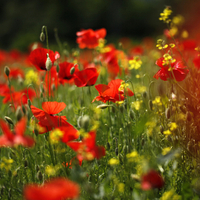 Poppy Meadow