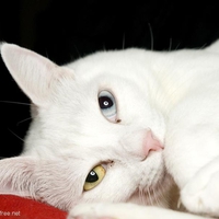 cute kitty