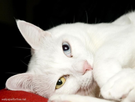 cute kitty - cat, white, kitty, cute