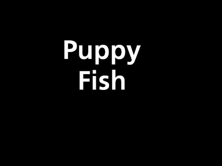 Puppy Fish - abstract, black, white, puppy fish, puppy, fish, other