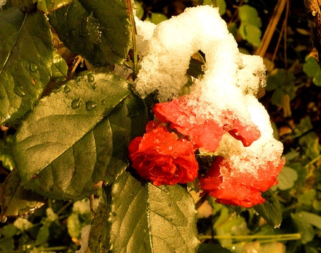 Roses with Snow - flowers, roses, winter, red, snow