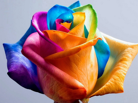 Beautiful rose - colorful, rose, flower, beautiful