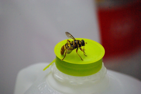 Bee on a jug - insect, bee, flying insect, nature