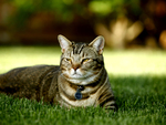 Cat relaxing in the grass