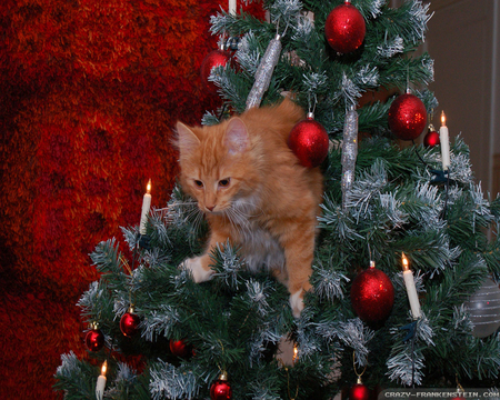 Christmas Tree Decorations - cat, christmas tree, animals, decorations