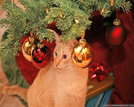 Under Christmas Tree - christmas tree, cat, animals, ginger