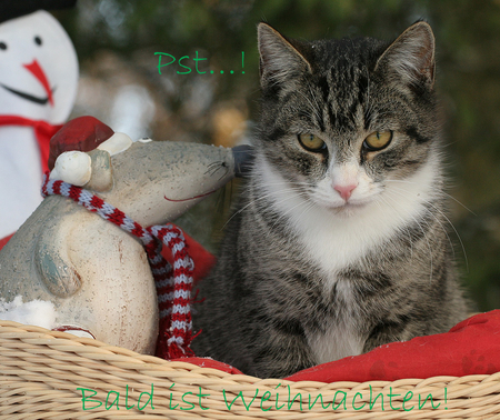 Pssst....Christmas is soon.... - cat, animals, toys, christmas