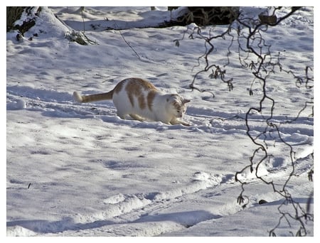 ...where is the mouse ? - mouse, cat, animals, snow