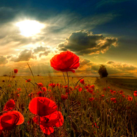 Field Of Poppies