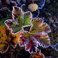 Frost on leaves