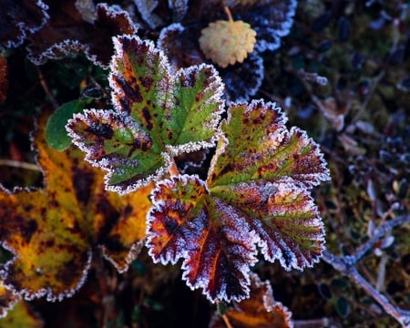 Frost on leaves - winter, leaves, frost, wet, nature