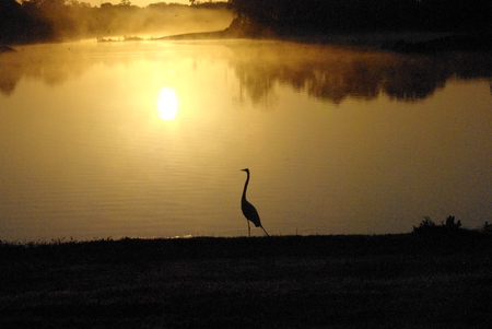 Morning Bliss - bird, sunrise, animal, nature