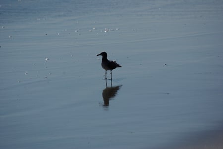 Sand&Sea - water, sand, sea, bird