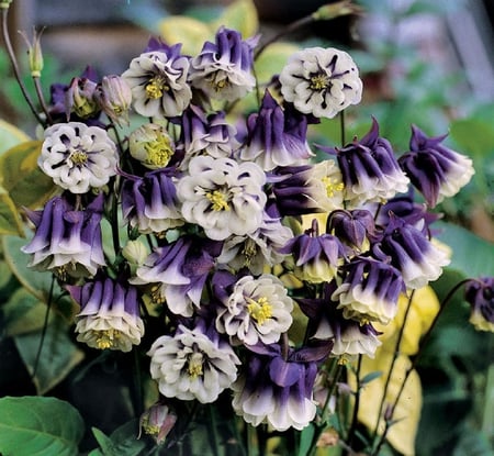 Columbine. - columbine, aquilegia, nature, purple, flower, plant