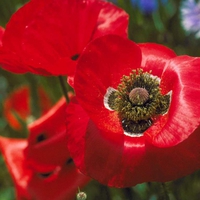 Red poppy.