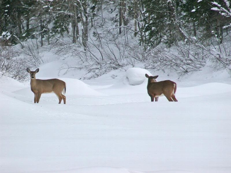 Hah! Someone is Watching Us - winter, trees, deer, snow