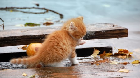 Cute Kitten - kitten, ginger, road, cute, wet, sweet, licking