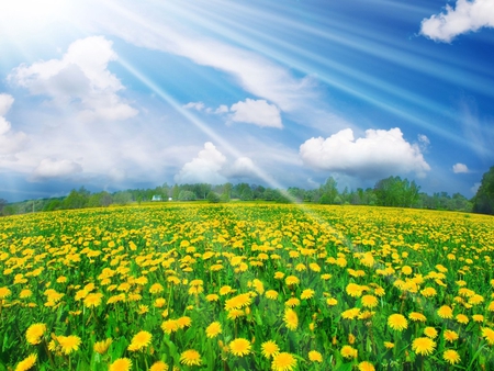 Dandelions. - cloud, sunshine, dandelion, field, flower, sky