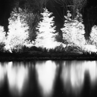 Trees In Black and White