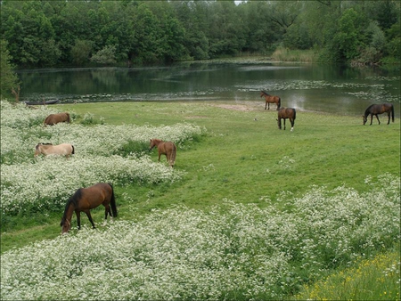 Horses. - river, animal, green, lake, field, flower, horse