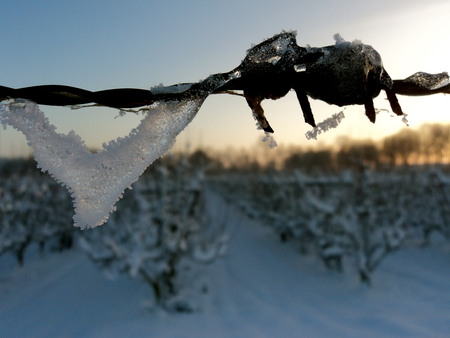 Iced razor wire - ice, icicle, snow, razor wire, orchard, barbed wire