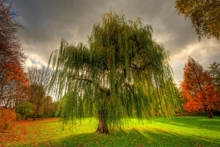 in the breeze - beauty, nature, autumn, fall, photography, colorful, tree