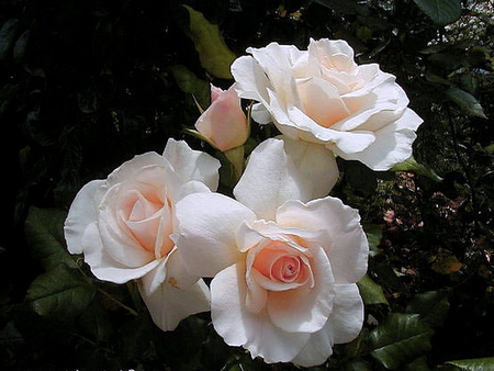 Happy Birthday Alexandra - white, buds, roses, pink, flowers, birthday, black background