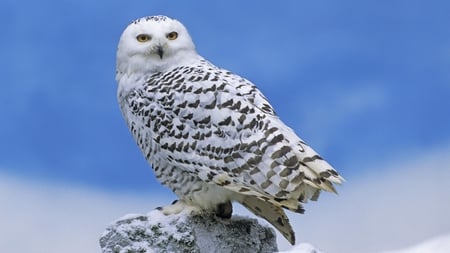 snow owl - white, bature, wild, photography, animal, owl, black, bird