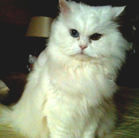 Long-haired cat - sweet, long-haired cat, adorable, cute