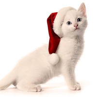christmas kitty