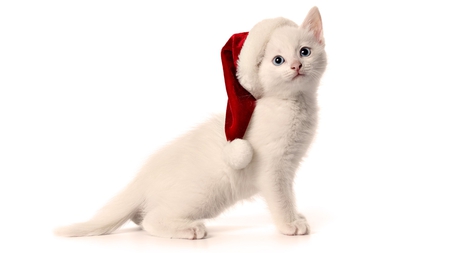 christmas kitty - white, fun, kitty, animal, wallpaper, christmas