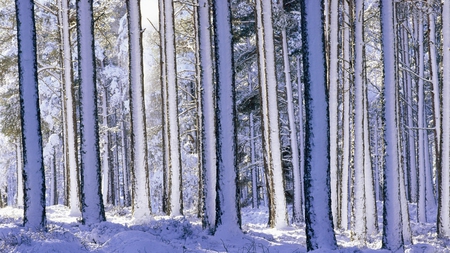 winter in the forest - white, nature, cold, trees, forest, snow, photography