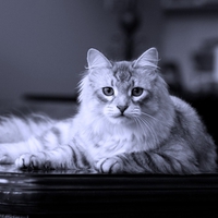 Siberian Cat