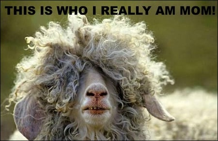 This is who I really am mom! - fun, sheep, animal, motivation, this is who i really am mom, wallpaper