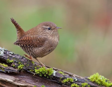 wren for wren - bird, wren, nature, wild