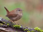 wren for wren