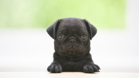 little stinker - pug, black, animal, photography, cute, dog, adorable, puppy