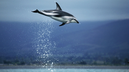 giant leap - beauty, mammal, photography, animal, dolphin