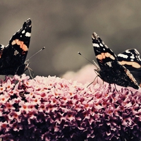 Butterflies date (for Cherie)