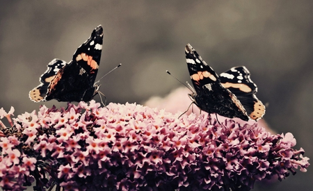 Butterflies date (for Cherie) - animals, pic, photography, image, insects, photograph, butterflies, wallpaper, picture, butterfly, colours, wall, beautiful, colors, date, photo, flower