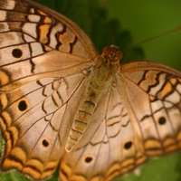 The beautiful insect (for Shebina)