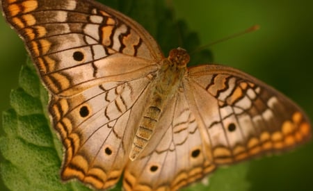 The beautiful insect (for Shebina) - close up, pic, photography, wings, image, brown, color, photograph, wallpaper, picture, butterfly, colours, wall, beautiful, insect, animal, photo