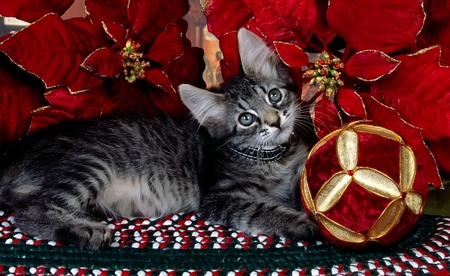 My Christmas ball - wallpaper, cute, beautiful, wall, cat, lying, festive, christmas, eyes, pic, kitty, decorations, picture, gold, image, grey, ball, red, animal, pretty, flowers, colour, photo, seasonal, color