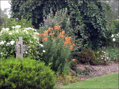 LOVELY GARDEN - pretty, shrubs, flowers, garden