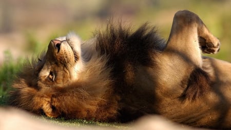 it's a lazy summer day!! - male, animal, brown, lion, wallpaper