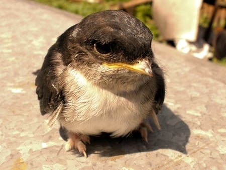 Cute little Birds - nature, cute, animals, birds