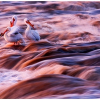 Birds in River