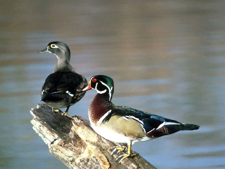 Beautiful Ducks - picture, ducks, cool, beautiful