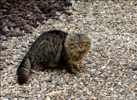 Cat on Stones - cute, picture, on stones, cat