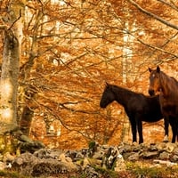 Wild Horses